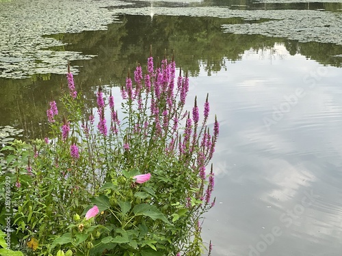 Blooming marsh vegetation in a summer forest