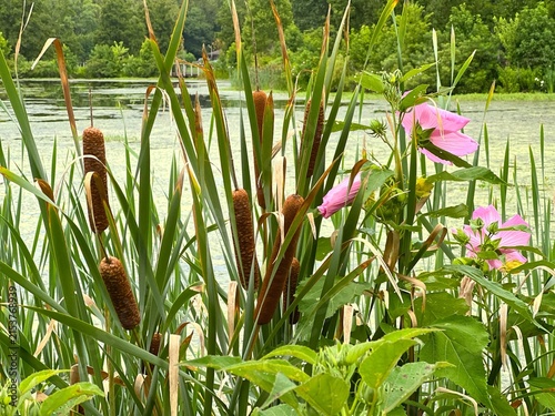 Blooming marsh vegetation in a summer forest