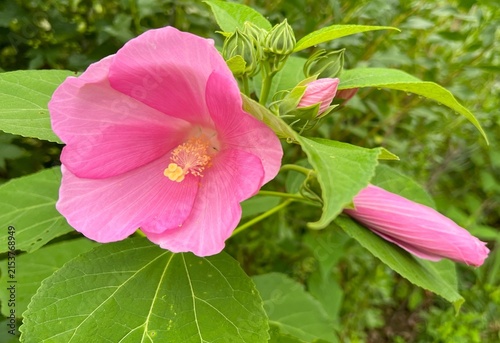 Blooming marsh vegetation in a summer forest