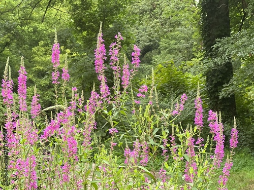 Blooming marsh vegetation in a summer forest