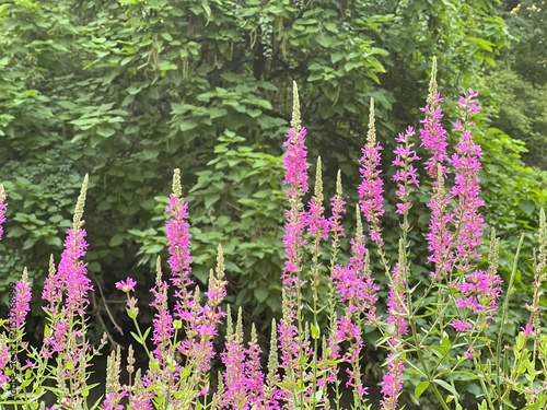 Blooming marsh vegetation in a summer forest