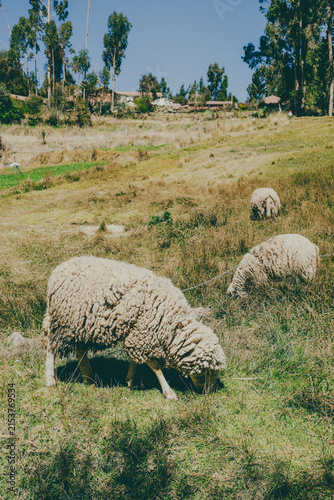 Ovejas Perù