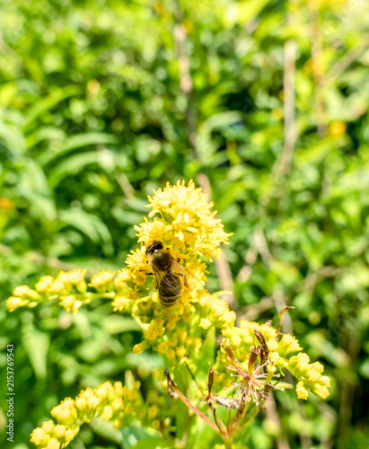 A bee on a flower sucks nectar and collects pollen