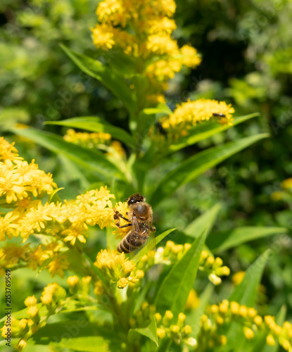 A bee on a flower sucks nectar and collects pollen