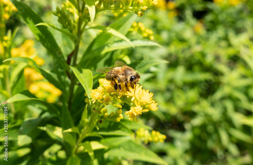 A bee on a flower sucks nectar and collects pollen
