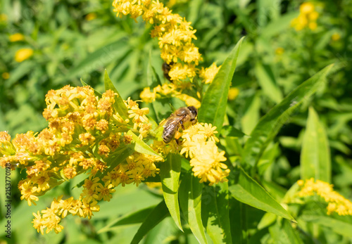 A bee on a flower sucks nectar and collects pollen