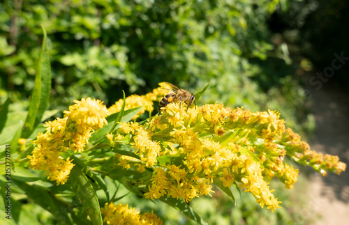 A bee on a flower sucks nectar and collects pollen