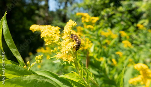A bee on a flower sucks nectar and collects pollen