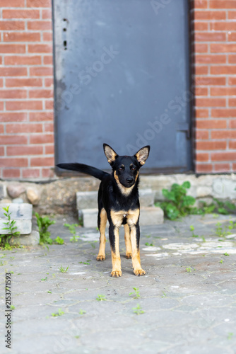 Alert small black and tan mixed-breed dog standing on concrete courtyard beside weathered metal door and red brick wall in muted daylight with full body view, with dog, canine, mixedbreed, pet detail