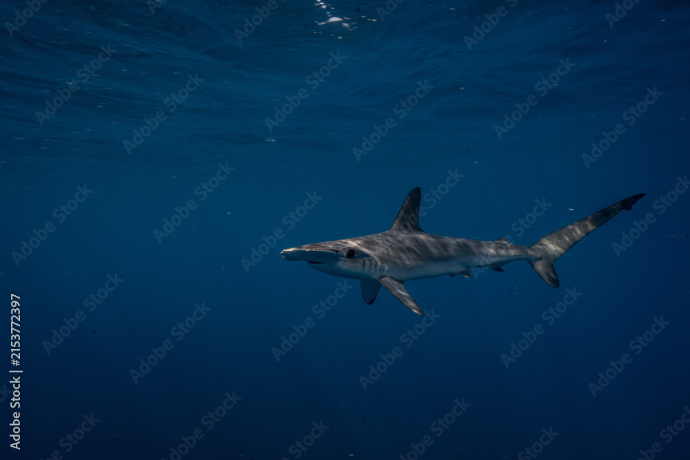 Obraz premium Juvenile scalloped hammerhead shark swimming in open water at Aliwal Shoal, KwaZulu-Natal, South Africa.
