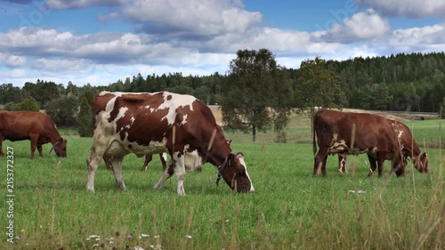 Cows grazing in a green meadow under a partly cloudy sky