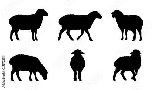Sheep Silhouettes Collection: Diverse Poses of Farm Animals, Vector Graphics for Agriculture and Livestock Themes
