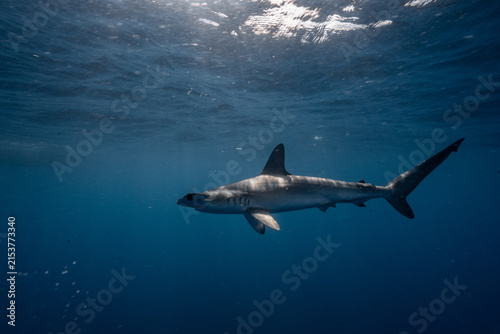 Juvenile scalloped hammerhead shark swimming in open water at Aliwal Shoal, KwaZulu-Natal, South Africa.