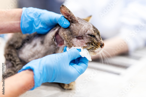 Injured stray cat receiving gentle care from gloved hands inside clinic under bright light, showing cleaned wounds, damaged ear, calm restraint, rescue treatment scene