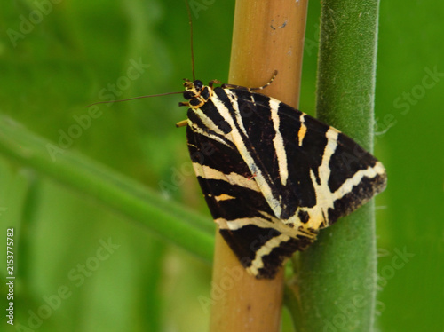 Jersey tiger moth  green background