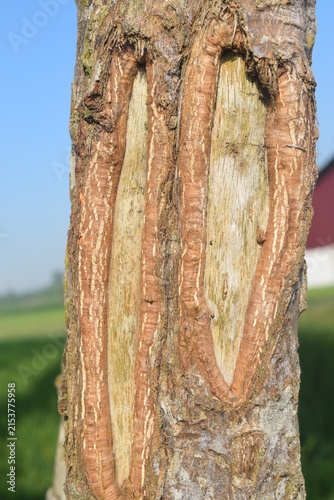 Close-up texture of tree bark with natural vertical split.