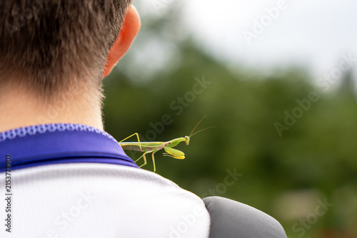 Foto An adult male (imago) praying mantis of the species Hierodula tenuidentata has flown onto and settled on the neck of a teenager during outdoor activity