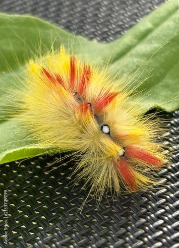 A fuzzy yellow caterpillar rests on a green leaf.