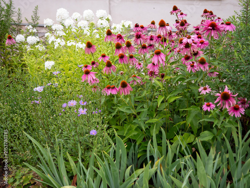 Bild auf Leinwand Pink purple coneflowers (Echinacea purpurea) blooming in a lush summer garden with colorful perennial flowers and green foliage
