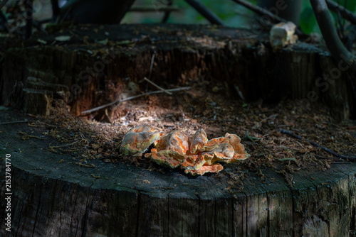 Fotografie A close-up view of bright orange bracket mushrooms growing on a dark, decaying wooden tree stump in a forest
