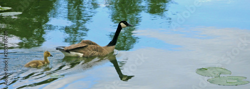 Cuadro en lienzo Canada Goose With Gosling Swimming Together On Calm Lake Water With Reflections