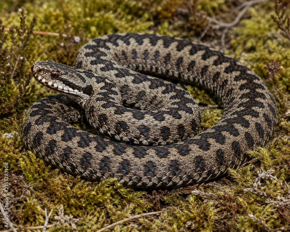 Fototapeta premium An adder snake in the bushes