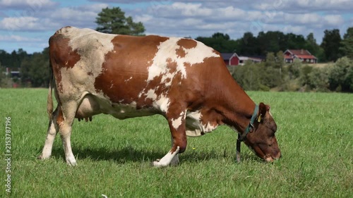 Single cow grazing in a green field with a partly cloudy sky