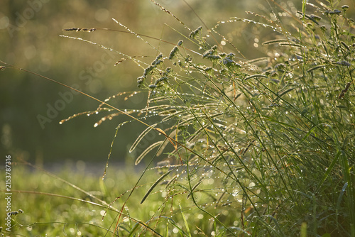 Morning dew drops glistening on wild grass in meadow light
