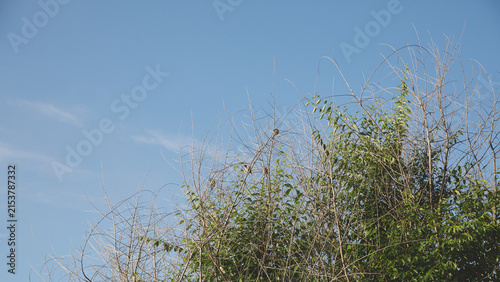 Tree with dry branches and green foliage against blue sky.
