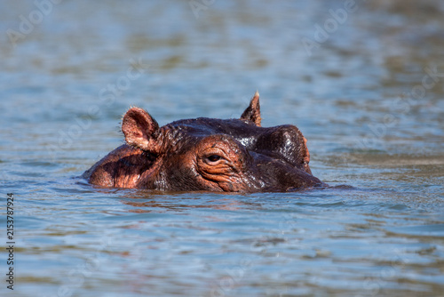 Canvas Print Hippopotamus in water
Lake Naivasha, Kenya