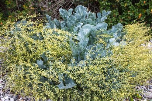However, sea kale (Crambe maritima)