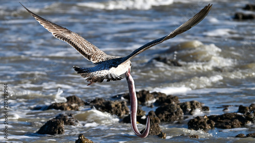 Foto Gull flying with a European conger caught in its beak