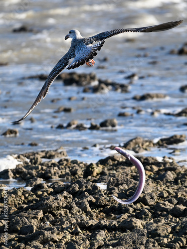 Fotografie Gull dropping a European conger while flying over a rocky shore