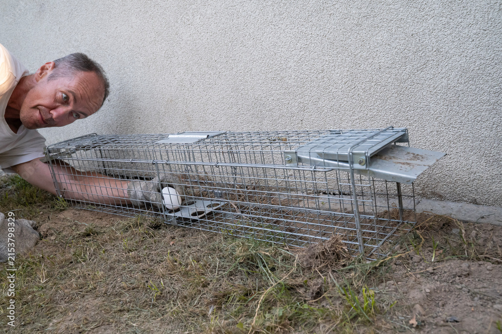 Naklejka premium osoba w rękawicach ochronnych zastawia metalową pułapkę klatkową.