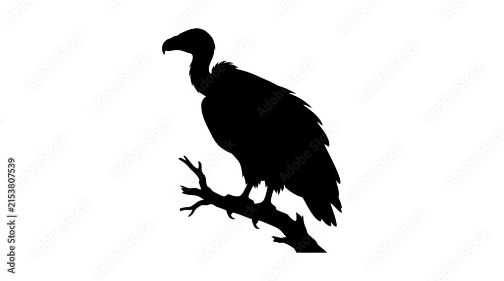 Fototapeta premium Vulture perched on branch black silhouette against white background