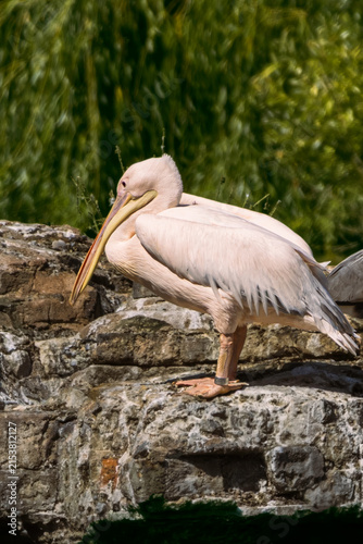 Photography Great white pelican standing on rocks at St James's Park in London