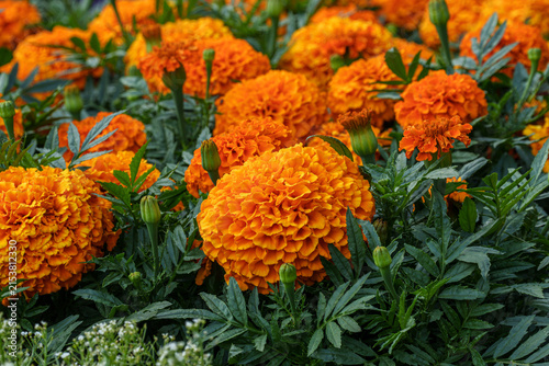 Vibrant orange African marigold flowers (Tagetes erecta) in full bloom, surrounded by lush green foliage and unopened flower buds in a summer garden.
