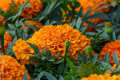 Vibrant orange African marigolds (Tagetes erecta) blooming among dense green foliage, with layered petals and numerous unopened flower buds in a garden setting.