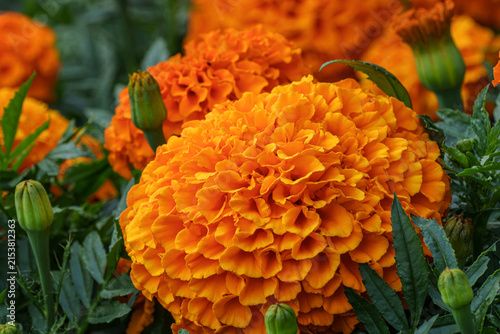 Detailed close-up of a vibrant orange African marigold (Tagetes erecta) with densely layered ruffled petals, surrounded by green foliage and unopened flower buds.