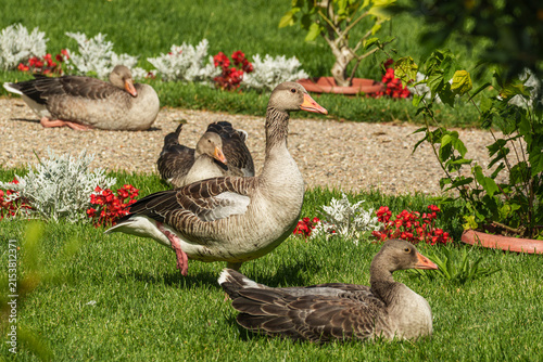Several greylag geese resting and standing on a green lawn surrounded by colorful red flowers, ornamental plants and gravel in a sunny garden.