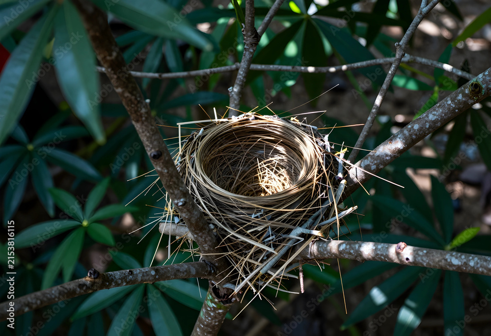 Fototapeta premium Empty bird nest woven from twigs and grass, new beginnings and natures cycle in a tree