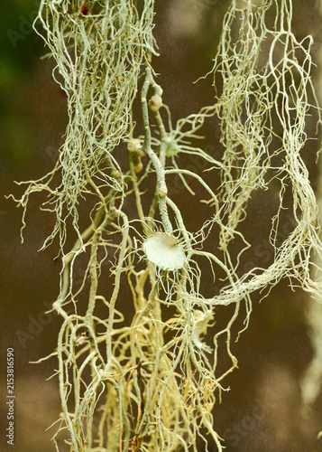 Macro close-up of stringy thallus lichen with a cup like apothecium sexual fruiting body
