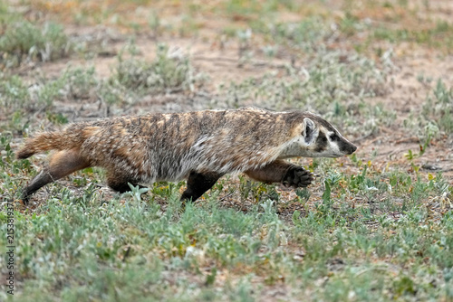 American Badger
