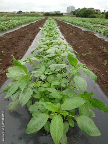 фотографія A record of the Molokhia's growth