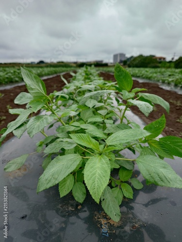 Photography A record of the Molokhia's growth
