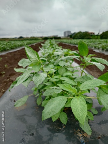 фотографія A record of the Molokhia's growth