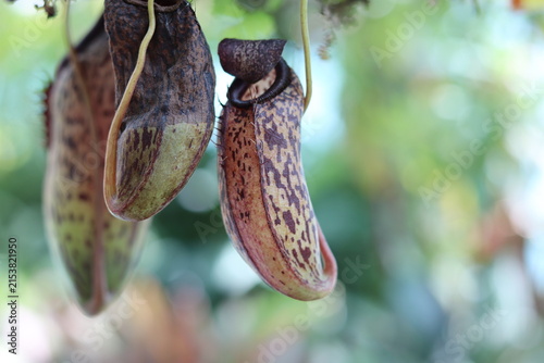 Carnivorous Pitcher Plant - Detail