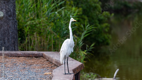 Fotografía Great egret overlooks wetland water from a low wall on Chincoteague Island
