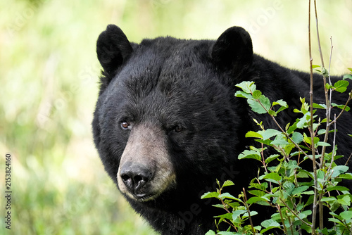 Colorado Black Bear