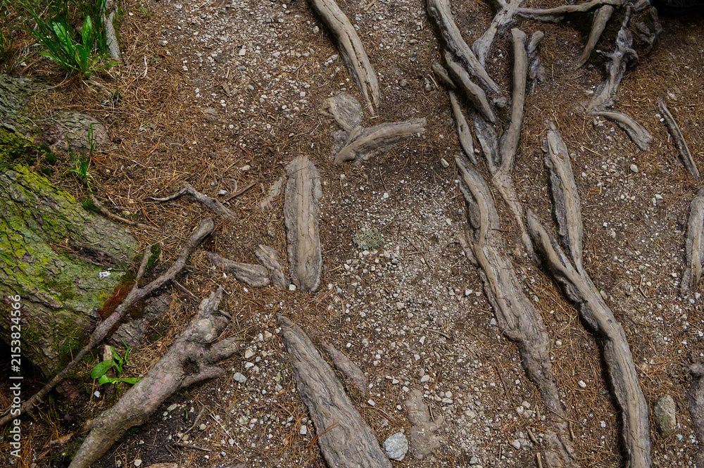 Fototapeta premium Exposed intertwined tree roots on a dirt hiking trail in a mountain forest, abstract natural texture, High Tatras woodland path.